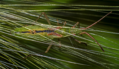 Green insect. Macro.