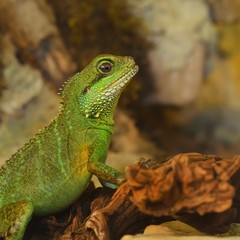 Asian water dragon (Physignathus cocincinus) in natural environment. Colourful tropical green...