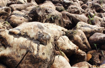 Die Futterrüben auf dem Feld