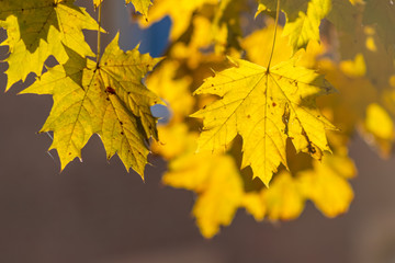Im Gegenlicht mit Sonnenschein leuchtendes Herbslaub als goldener Herbst mit bunten Blättern, Blattadern und farbenfrohen Blättern im Indian Summer und schönster Jahreszeit