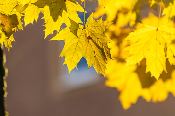 Im Gegenlicht mit Sonnenschein leuchtendes Herbslaub als goldener Herbst mit bunten Blättern, Blattadern und farbenfrohen Blättern im Indian Summer und schönster Jahreszeit
