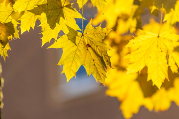 Im Gegenlicht mit Sonnenschein leuchtendes Herbslaub als goldener Herbst mit bunten Blättern, Blattadern und farbenfrohen Blättern im Indian Summer und schönster Jahreszeit