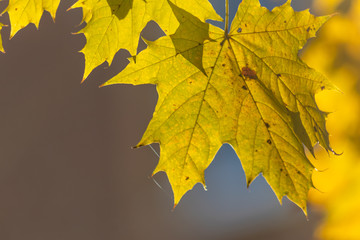 Im Gegenlicht mit Sonnenschein leuchtendes Herbslaub als goldener Herbst mit bunten Blättern, Blattadern und farbenfrohen Blättern im Indian Summer und schönster Jahreszeit