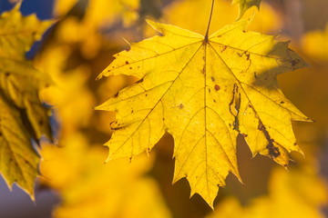 Naklejka na ściany i meble Im Gegenlicht mit Sonnenschein leuchtendes Herbslaub als goldener Herbst mit bunten Blättern, Blattadern und farbenfrohen Blättern im Indian Summer und schönster Jahreszeit