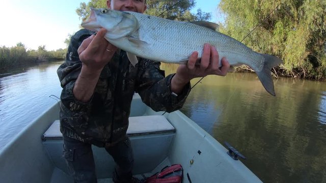 Complete asp fishing, part 2. Angler shows the asp fish (Leuciscus aspius) in front of the camera. Check part 1 for casting, fish attack and catching process.