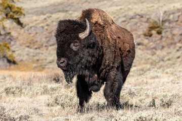 Yellowstone National Park