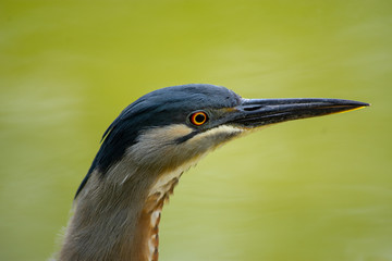 Butorides Striata - Socozinho - Fisherman bird