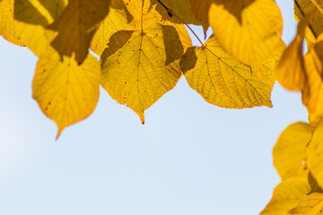 Im Gegenlicht mit Sonnenschein leuchtendes Herbslaub als goldener Herbst mit bunten Blättern, Blattadern und farbenfrohen Blättern im Indian Summer und schönster Jahreszeit