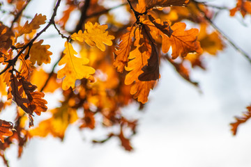 Im Gegenlicht mit Sonnenschein leuchtendes Herbslaub als goldener Herbst mit bunten Blättern, Blattadern und farbenfrohen Blättern im Indian Summer und schönster Jahreszeit