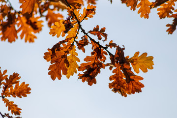 Im Gegenlicht mit Sonnenschein leuchtendes Herbslaub als goldener Herbst mit bunten Blättern, Blattadern und farbenfrohen Blättern im Indian Summer und schönster Jahreszeit