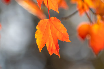 Im Gegenlicht mit Sonnenschein leuchtendes Herbslaub als goldener Herbst mit bunten Blättern, Blattadern und farbenfrohen Blättern im Indian Summer und schönster Jahreszeit