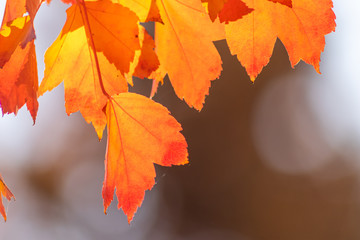 Im Gegenlicht mit Sonnenschein leuchtendes Herbslaub als goldener Herbst mit bunten Blättern, Blattadern und farbenfrohen Blättern im Indian Summer und schönster Jahreszeit