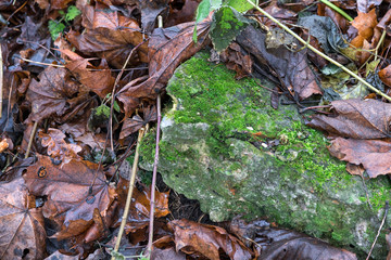 natural background of long-fallen leaves, moss and grass
