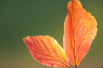 Im Gegenlicht mit Sonnenschein leuchtendes Herbslaub als goldener Herbst mit bunten Blättern, Blattadern und farbenfrohen Blättern im Indian Summer und schönster Jahreszeit