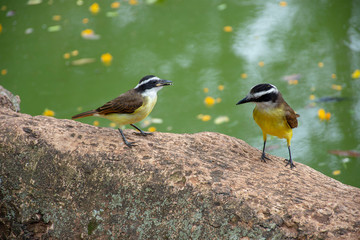 Cambacica - Coereba flaveola - yellow chat bird