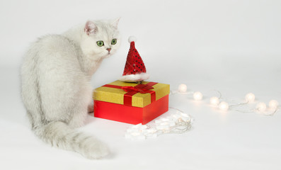 Cute silver chinchilla cat with the Santa hat and gift box 