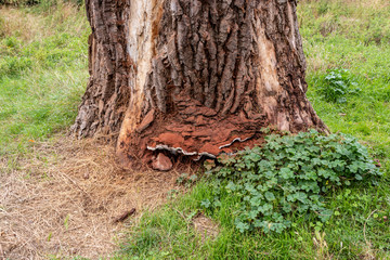 Big mushroom growing under the tree