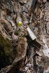 Cambacica - Coereba flaveola - yellow chat bird