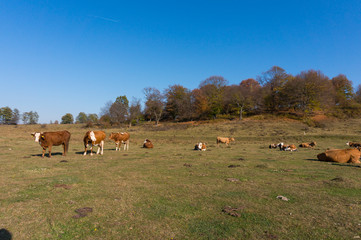 Cow in the field, autumn landscape