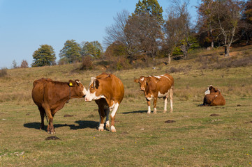 Obraz premium Cow in the field, autumn landscape