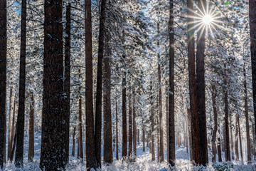 Fototapeta premium forest in winter