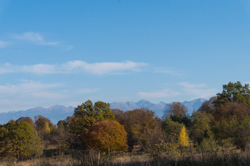 Golden fields in Carpathian Mountains. Mountains and barley cut fields in the horizon, golden hour photo-shoot. Golden fall panorama