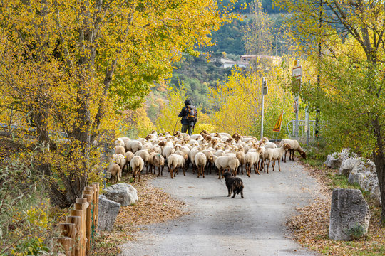 View From Behind, Of A Shepherd, His Sheepdog And His Herd Of  Sheep, On A Road In Provence. The Shepherd With His Stick, Stops His Herd Before Reaching A Crossroads. Vegetation With Autumn Colours.