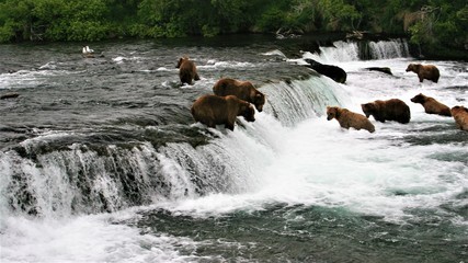 Bears at Brooks Falls