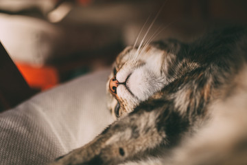 Sleepy cat portrait. Close up view of tabby cat sleeping. 