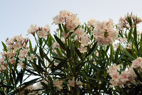 Blooming white oleander flowers on a branch with many large green leaves. 