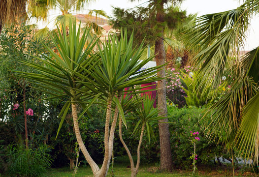 Low palm tree with large green leaves in a flowering tropical park. Summer vacation concept.