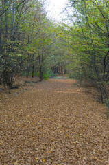 Colourful trees in the forest and mountains, autumn landscape