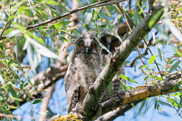 Two long-eared owl asio otus juvenile sitting on branch of tree. Cute young nocturnal raptor bird in wildlife.