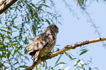 Long-eared owl asio otus juvenile sitting on branch of tree. Cute young nocturnal raptor bird in wildlife.