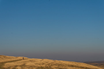 Golden fields in Carpathian Mountains. Mountains and barley cut fields in the horizon, golden hour photo-shoot. Golden fall panorama