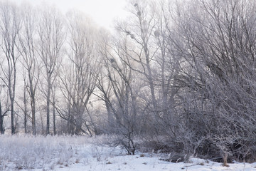 Winter sunrise, frozen trees in sunlight, branches covered with frost, winter daybreak