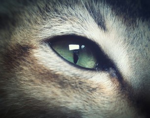 eyes of a cat