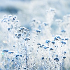 Frozen plants in winter with the hoar-frost