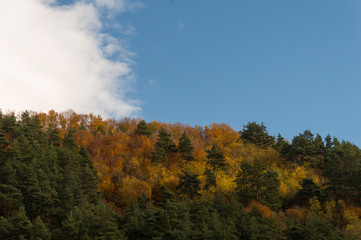 Fototapeta na wymiar Colourful trees in the forest and mountains, autumn landscape