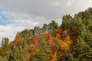 Fototapeta premium Colourful trees in the forest and mountains, autumn landscape
