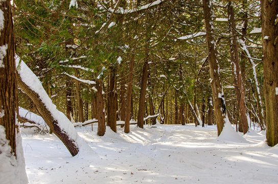 path in winter forest