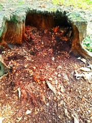 Rotten stump in the autumn in the forest