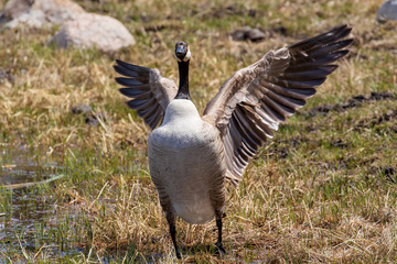 Canada Goose in Yellowstone National Park