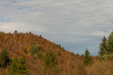 Colourful trees in the forest and mountains, autumn landscape