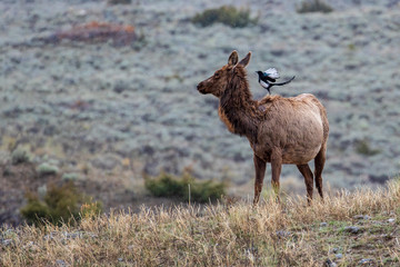 Deer in Yellowstone National Park