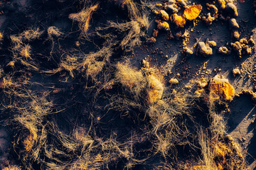 golden nuggets and dead animal hair