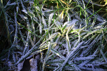 Green grass frozen on sunny frosty cold morning, low temperature, cold weather