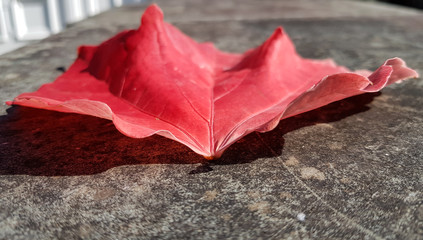 Red maple leaf half in shadow with concrete background outside on a sunny day.