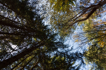 Fototapeta premium Multi colored trees and autumn sun shining in the blue sky. Golden autumn scene in a forest, with falling leaves, the sun shining through the trees and blue sky