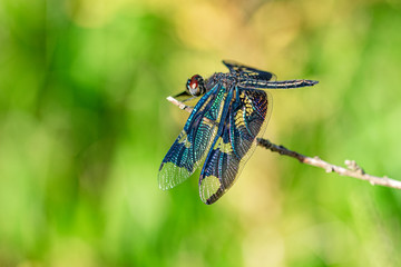 Male rhyothemis fenestrina (also known as the Black-winged flutterer, Golden flutterer, or Skylight flutterer) dragonfly perched on a twig, Entebbe, Uganda